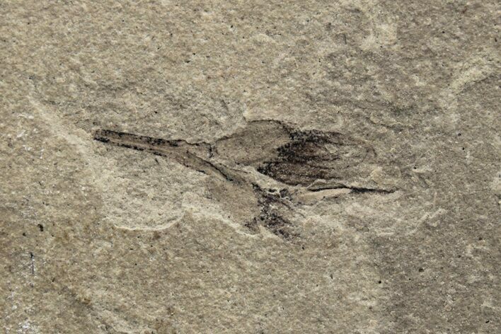 Fossil Samara (Winged Seed) - Green River Formation, Utah #237533